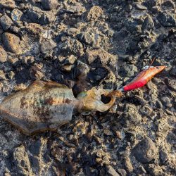 先週に引き続き新子狙い